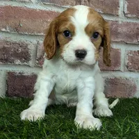 Rocky akc registration, a male Cavalier King Charles Spaniel for sale in Clark, MO – Photo 10 of 10