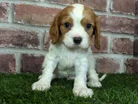 Rocky akc registration, a male Cavalier King Charles Spaniel for sale in Clark, MO – Photo 10 of 10