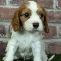 Rocky akc registration, a male Cavalier King Charles Spaniel for sale in Clark, MO – Photo 1 of 10