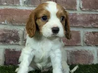 Rocky akc registration, a male Cavalier King Charles Spaniel for sale in Clark, MO – Photo 1 of 10