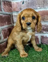 Anna, a female Cavalier King Charles Spaniel for sale in Clark, MO – 3 of 9