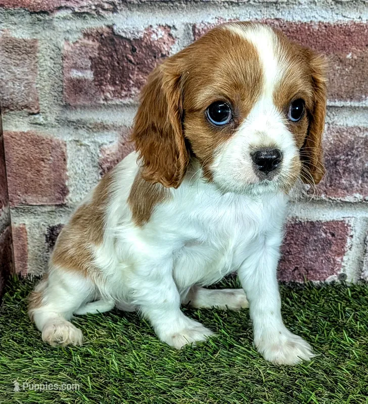 Rocky  – Cavalier King Charles Spaniel puppy for sale in Clark, MO