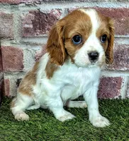 Rocky , a male Cavalier King Charles Spaniel for sale in Clark, MO – 1 of 10