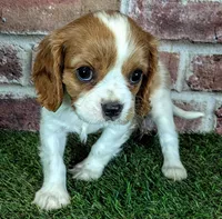Rocky , a male Cavalier King Charles Spaniel for sale in Clark, MO – 3 of 10