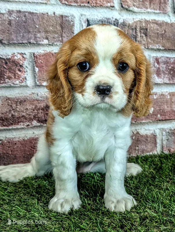 Penny  – Cavalier King Charles Spaniel puppy for sale in Clark, MO