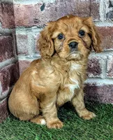 Rusty AKC registration , a male Cavalier King Charles Spaniel for sale in Clark, MO – 10 of 10