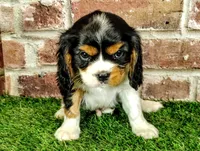 Tucker AKC , a male Cavalier King Charles Spaniel for sale in Clark, MO – 3 of 10