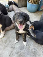 Puppy, a male Australian Shepherd and Labrador Retriever for sale in Los Angeles, CA – 5 of 5