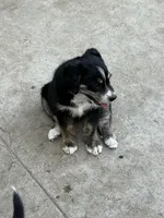 Puppy, a male Australian Shepherd and Labrador Retriever for sale in Los Angeles, CA – 3 of 4