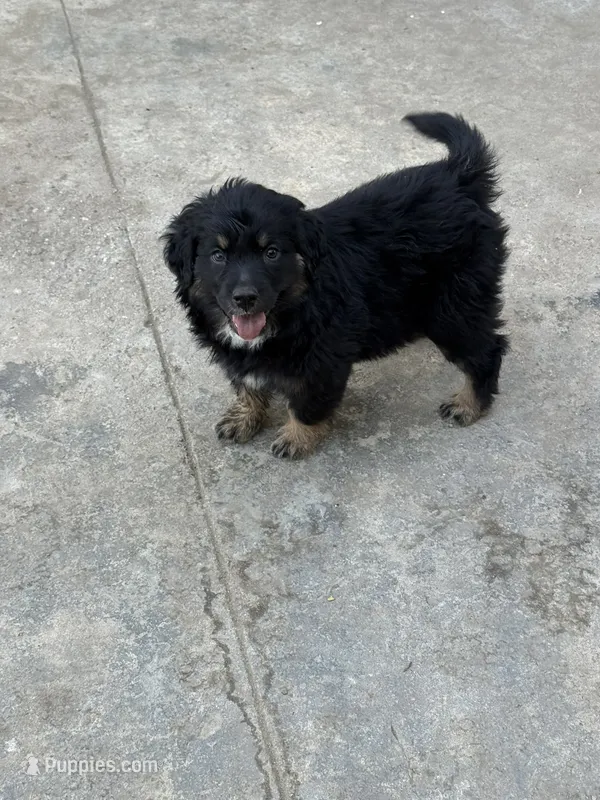 Puppy – Australian Shepherd, Labrador Retriever puppy for sale in Los Angeles, CA