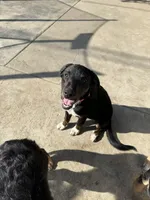 Puppy, a female Australian Shepherd and Labrador Retriever for sale in Los Angeles, CA – 3 of 3