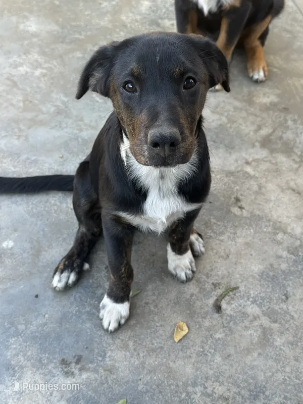 Puppy – Australian Shepherd, Labrador Retriever puppy for sale in Los Angeles, CA