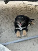 Puppy, a male Australian Shepherd and Labrador Retriever for sale in Los Angeles, CA – 4 of 4