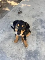 Puppy, a female Australian Shepherd and Labrador Retriever for sale in Los Angeles, CA – 6 of 7