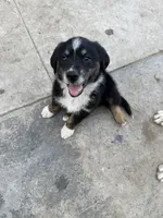 Puppy, a male Australian Shepherd and Labrador Retriever for sale in Los Angeles, CA – 2 of 5