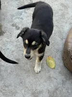 Puppy, a male Australian Shepherd and Labrador Retriever for sale in Los Angeles, CA – 3 of 4