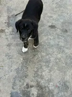 Puppy, a female Australian Shepherd and Labrador Retriever for sale in Los Angeles, CA – 5 of 6