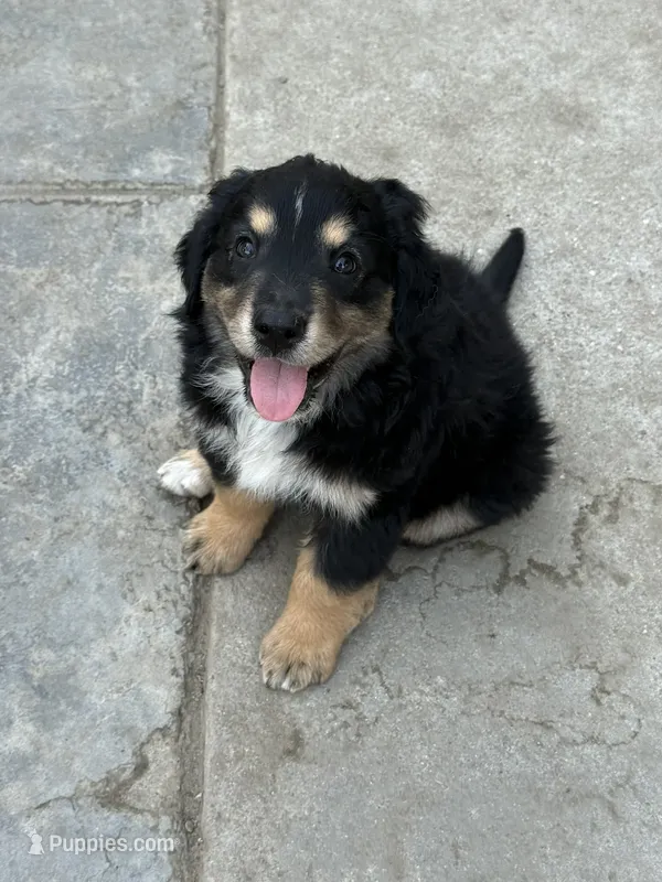 Puppy – Australian Shepherd, Labrador Retriever puppy for sale in Los Angeles, CA