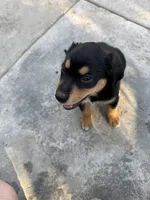 Puppy, a female Australian Shepherd and Labrador Retriever for sale in Los Angeles, CA – 5 of 7