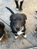 Puppy, a female Australian Shepherd and Labrador Retriever for sale in Los Angeles, CA – 2 of 6