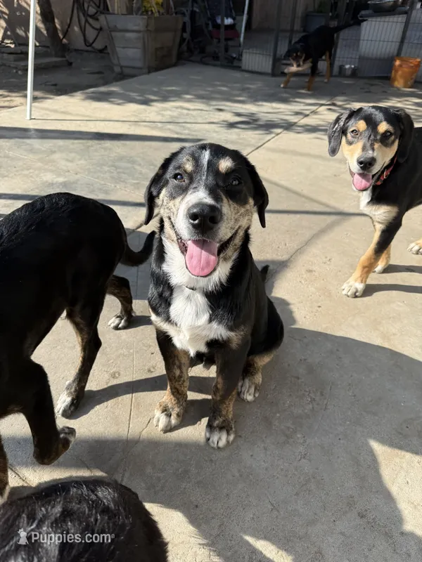 Puppy – Australian Shepherd, Labrador Retriever puppy for sale in Los Angeles, CA