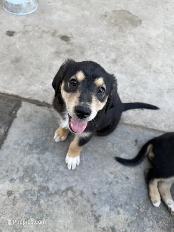 Puppy – Australian Shepherd, Labrador Retriever puppy for sale in Los Angeles, CA