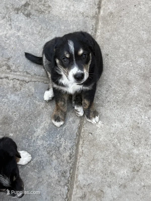 Puppy – Australian Shepherd, Labrador Retriever puppy for sale in Los Angeles, CA