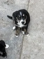 Puppy, a male Australian Shepherd and Labrador Retriever for sale in Los Angeles, CA – 1 of 4