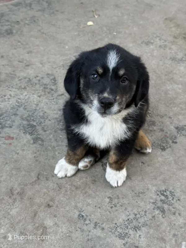 Puppy – Australian Shepherd, Labrador Retriever puppy for sale in Los Angeles, CA