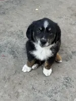 Puppy, a male Australian Shepherd and Labrador Retriever for sale in Los Angeles, CA – 1 of 5
