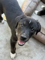 Puppy, a female Australian Shepherd and Labrador Retriever for sale in Los Angeles, CA – 6 of 6