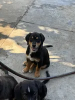Puppy, a female Australian Shepherd and Labrador Retriever for sale in Los Angeles, CA – 2 of 7