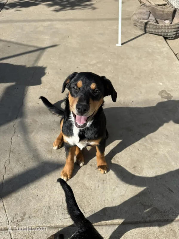Puppy – Australian Shepherd, Labrador Retriever puppy for sale in Los Angeles, CA