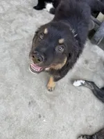 Puppy, a female Australian Shepherd and Labrador Retriever for sale in Los Angeles, CA – 4 of 5