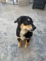 Puppy, a male Australian Shepherd and Labrador Retriever for sale in Los Angeles, CA – 3 of 6
