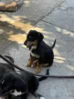 Puppy, a female Australian Shepherd and Labrador Retriever for sale in Los Angeles, CA – 3 of 7