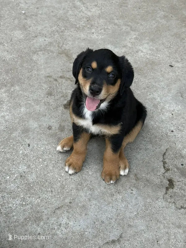 Puppy – Australian Shepherd, Labrador Retriever puppy for sale in Los Angeles, CA