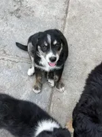Puppy, a male Australian Shepherd and Labrador Retriever for sale in Los Angeles, CA – 2 of 4