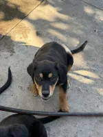 Puppy, a female Australian Shepherd and Labrador Retriever for sale in Los Angeles, CA – 4 of 7
