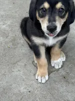 Puppy, a male Australian Shepherd and Labrador Retriever for sale in Los Angeles, CA – 4 of 4