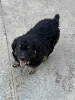 Puppy, a female Australian Shepherd and Labrador Retriever for sale in Los Angeles, CA – 2 of 5