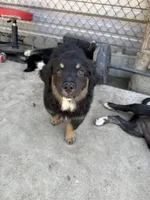 Puppy, a female Australian Shepherd and Labrador Retriever for sale in Los Angeles, CA – 5 of 5