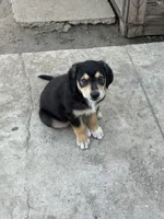 Puppy, a male Australian Shepherd and Labrador Retriever for sale in Los Angeles, CA – 2 of 4