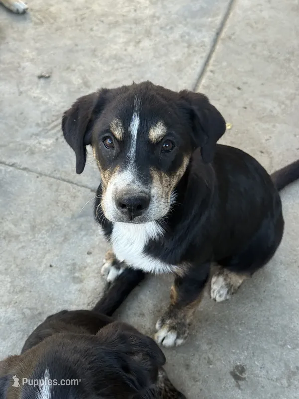 Puppy – Australian Shepherd, Labrador Retriever puppy for sale in Los Angeles, CA