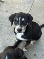 Puppy, a male Australian Shepherd and Labrador Retriever for sale in Los Angeles, CA – 1 of 6