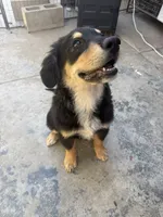 Puppy, a male Australian Shepherd and Labrador Retriever for sale in Los Angeles, CA – 2 of 6