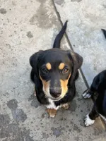 Puppy, a female Australian Shepherd and Labrador Retriever for sale in Los Angeles, CA – 7 of 7