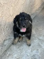 Puppy, a female Australian Shepherd and Labrador Retriever for sale in Los Angeles, CA – 3 of 5