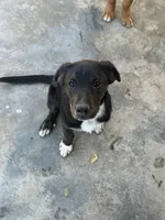 Puppy, a female Australian Shepherd and Labrador Retriever for sale in Los Angeles, CA – 3 of 6