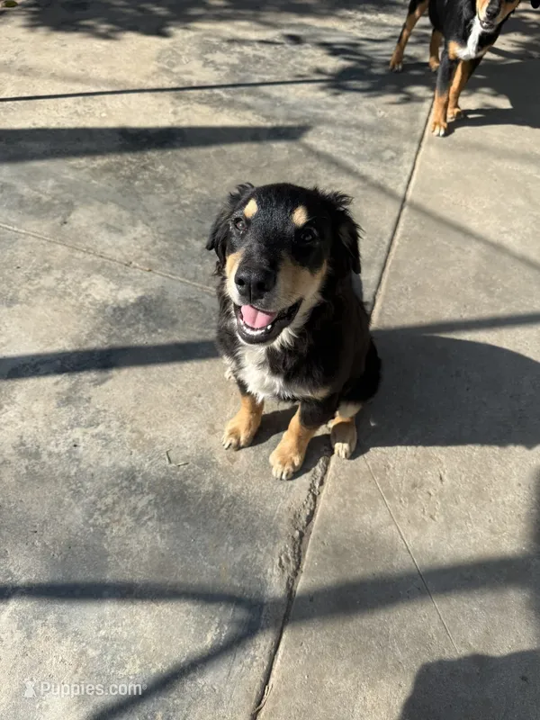 Puppy – Australian Shepherd, Labrador Retriever puppy for sale in Los Angeles, CA